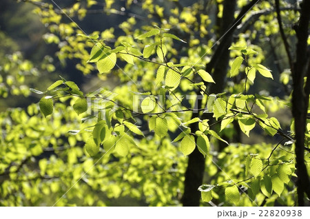 ブナの新緑 22820938
