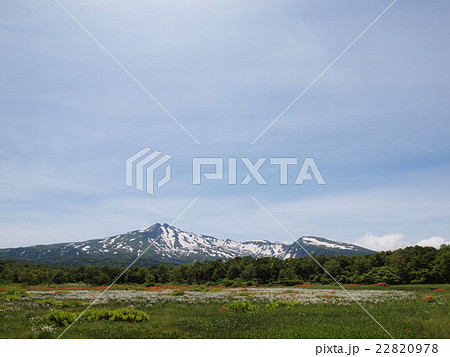 桑ノ木台湿原のレンゲツツジとワタスゲ 22820978