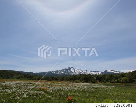 桑ノ木台湿原のレンゲツツジとワタスゲ 22820982