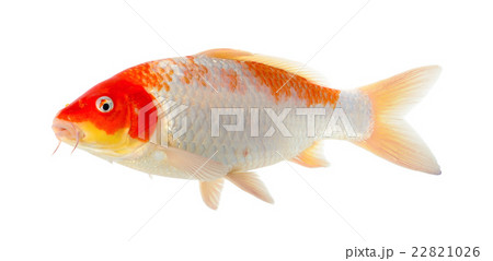 Koi fish isolated on the white background 22821026