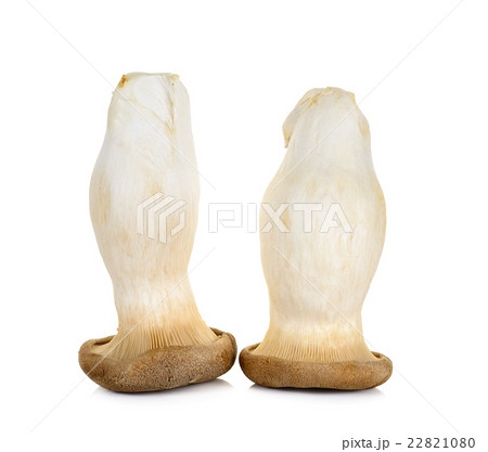 King Oyster mushroom isolated King Oyster mushroom isolated 22821080