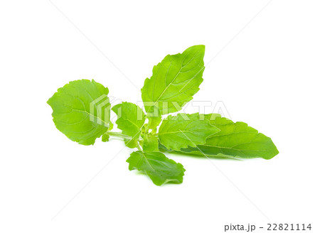 Basil leaf isolated on the white background Basil leaf isolated on the white background 22821114