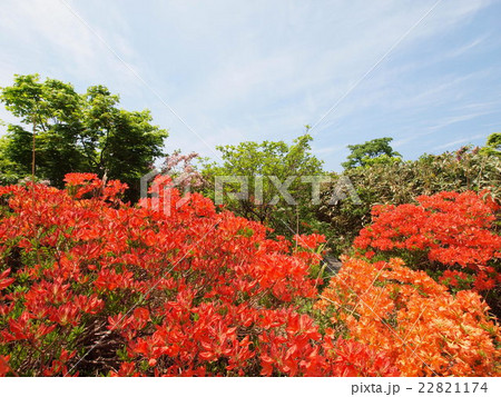 桑ノ木台湿原のレンゲツツジ 桑ノ木台湿原のレンゲツツジ 22821174