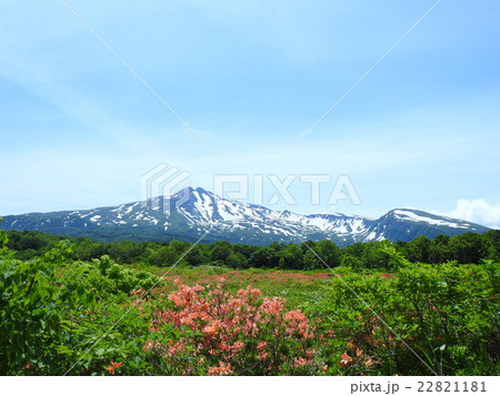 桑ノ木台湿原のレンゲツツジと鳥海山 22821181