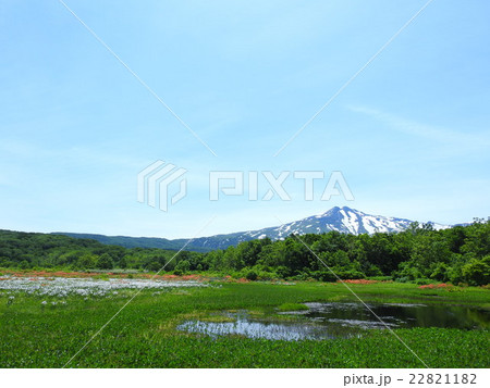 桑ノ木台湿原のレンゲツツジとワタスゲ 桑ノ木台湿原のレンゲツツジとワタスゲ 22821182