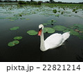 コブハクチョウ 22821214