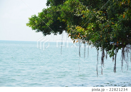 台北・淡水 夏の水辺のカジュマル 台北・淡水 夏の水辺のカジュマル 22821234