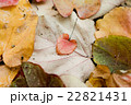 ハート形の落ち葉 22821431
