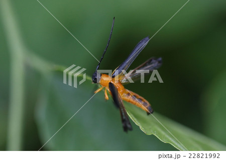 生き物　昆虫　シラハタリンゴカミキリ、こちらがうるさくなったのかどこかに飛んでゆくようです 22821992