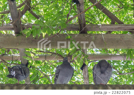 鳩3羽 22822075