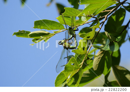 生き物　昆虫　アオヤンマ、池の近くに生えた木の梢に止まって交尾中 22822200