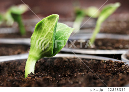 Green sprouts 22823355