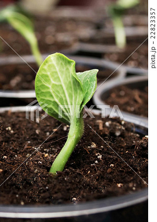 Green sprouts 22823357