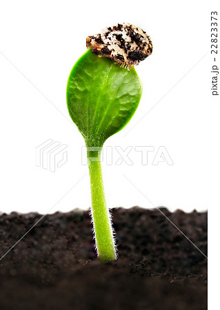 Green sprout Green sprout 22823373