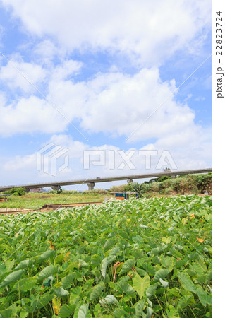 沖縄　宜野湾市　宜野湾　ターンム畑 22823724
