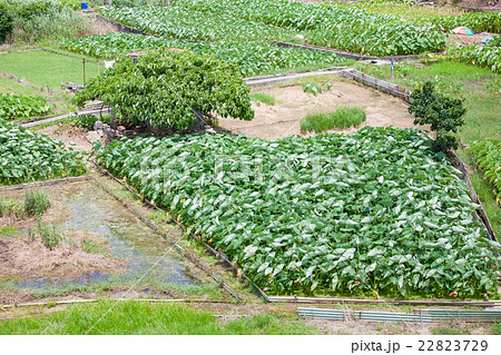 沖縄 宜野湾市 宜野湾 ターンム畑の写真素材