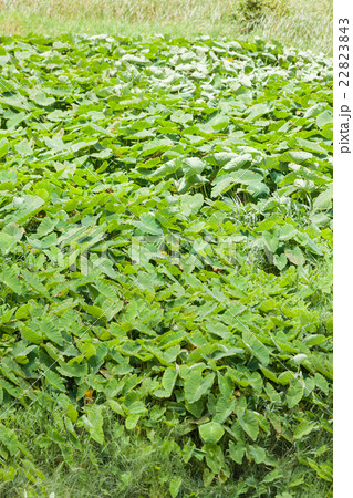沖縄　沖縄県　宜野湾市　タイモ畑 22823843