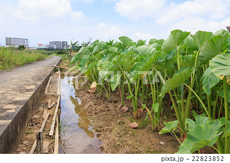 沖縄　沖縄県　宜野湾市　タイモ畑 22823852