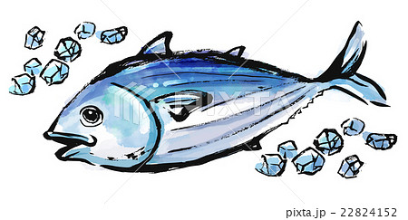 筆描き 魚 カツオのイラスト素材