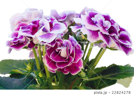 Gloxinia plant with violet-white flowers. 22824278