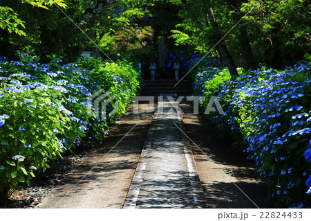 紫陽花888 紫陽花888 22824433