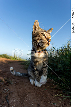 Suspicious cat portrait Suspicious cat portrait 22824863
