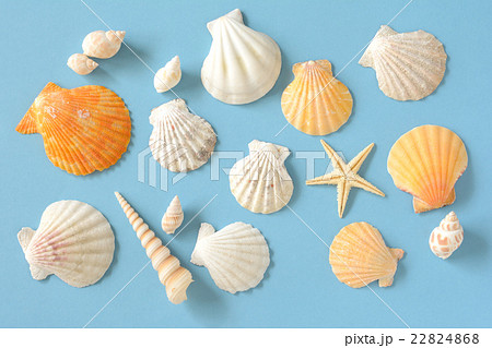 夏イメージ 貝殻とヒトデ 水色背景の写真素材