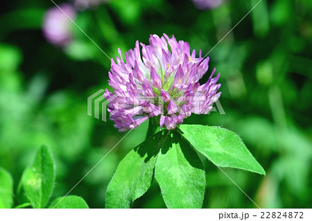 レットクローバー 22824872