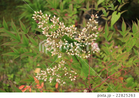 ナンテンの花 22825263