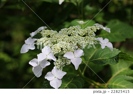 ガクアジサイ 22825415