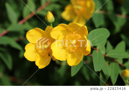 キンシバイ キンシバイ 22825416