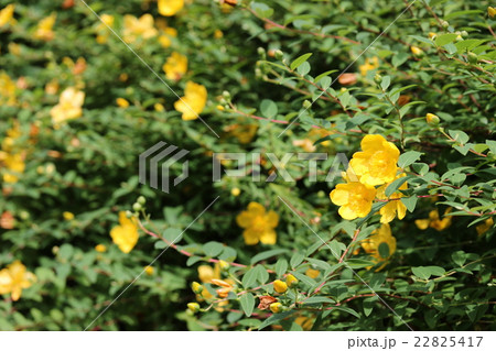 キンシバイ キンシバイ 22825417