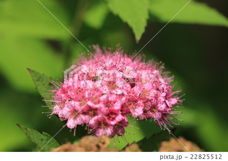 シモツケ シモツケ 22825512