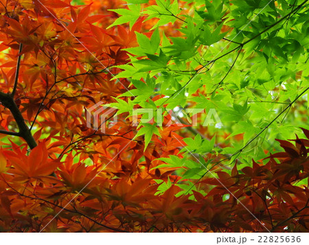 春もみじと秋もみじの紅葉 22825636