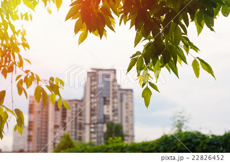 high-rise buildings view from the park trees 22826452