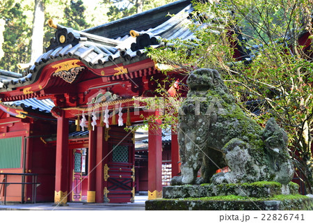 箱根神社、右狛犬 22826741