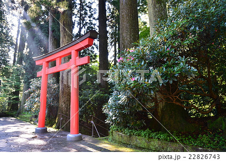 箱根神社鳥居 22826743