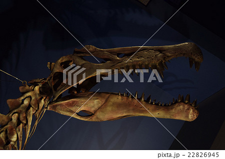 スピノサウルス　Spinosaurus　恐竜　肉食　獣脚類　肉食恐竜　中生代白亜紀 22826945