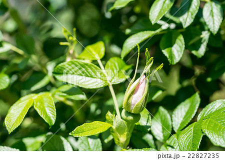 白いはまなすの花 白いはまなすの花 22827235
