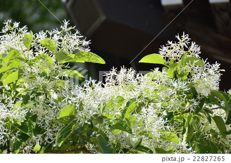 ヒトツバタゴの花 ヒトツバタゴの花 22827265