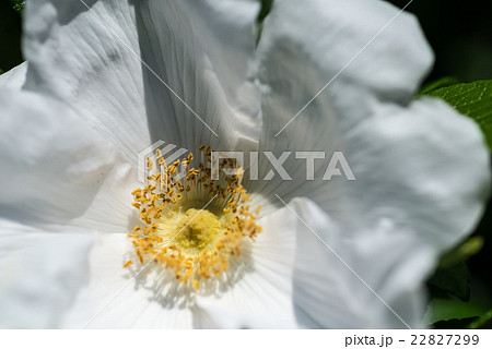 白いはまなすの花 白いはまなすの花 22827299