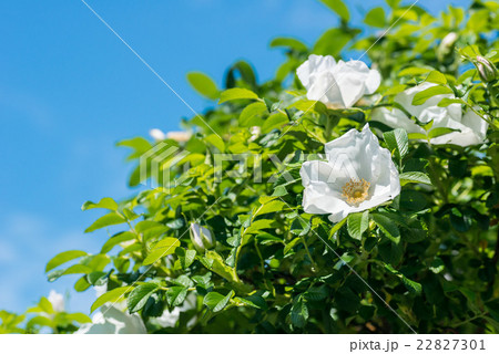 白いはまなすの花 22827301