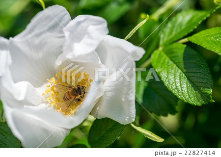 白いはまなすの花 白いはまなすの花 22827414