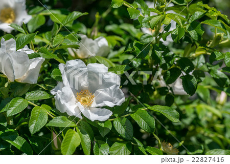 白いはまなすの花の写真素材