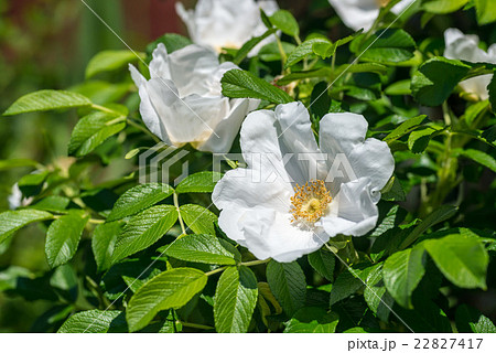 白いはまなすの花 22827417