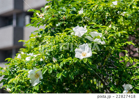 白いはまなすの花 白いはまなすの花 22827418