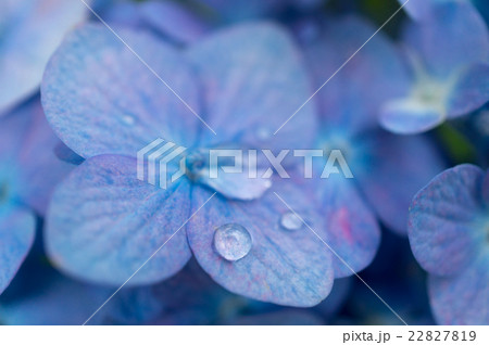 雨上がりの紫陽花に残る水滴の写真素材 [22827819] - PIXTA