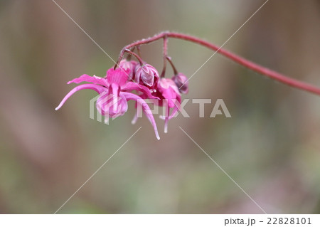 イカリソウ 22828101