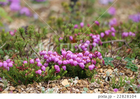 エゾノツガザクラ 22828104