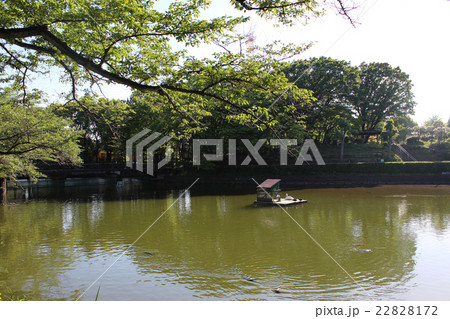 鹿沼公園池/神奈川県相模原市 鹿沼公園池/神奈川県相模原市 22828172